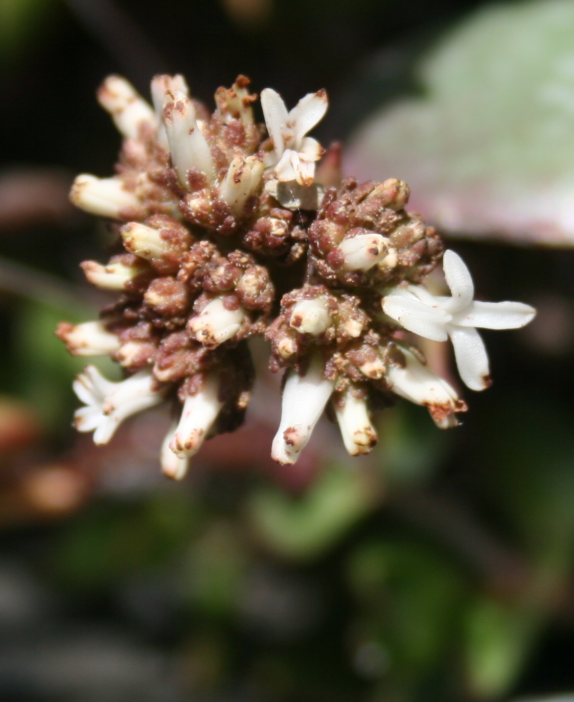 Crassula alpestris: Crassula alpestris - flowers