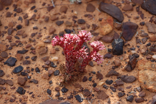 Crassula alpestris (Crassula alpestris)