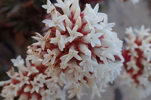 Crassula alpestris (Crassula alpestris)