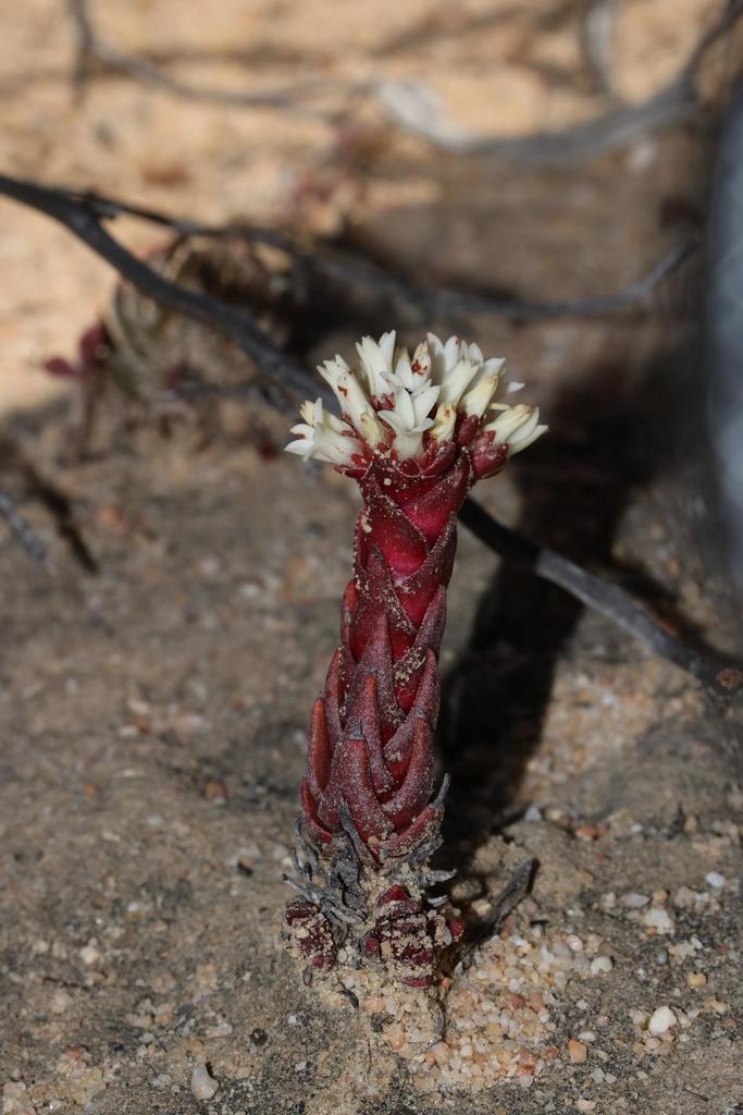 Crassula alpestris: Crassula alpestris plant