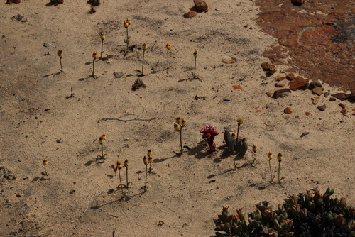 Crassula alpestris (Crassula alpestris)