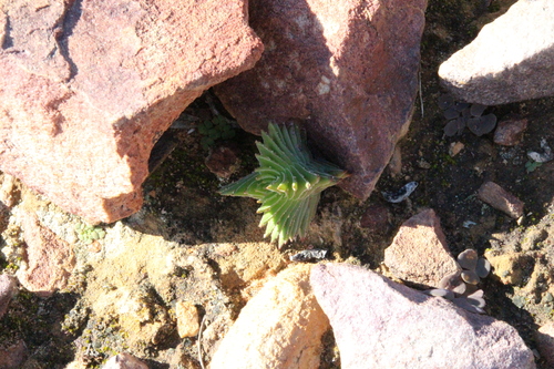 Crassula alpestris (Crassula alpestris)