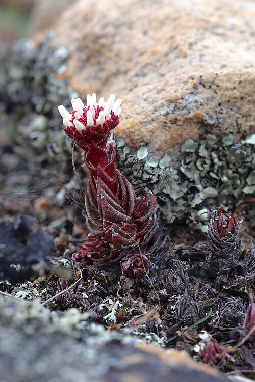 Crassula alpestris: Along the road from R27 to Oorlogskloof Nature Reserve, Nieuwoudtville, Northern Cape, South Africa