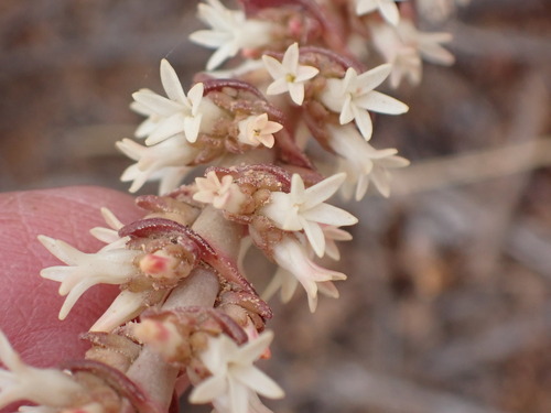 Crassula alpestris (Crassula alpestris)