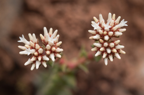 Crassula alpestris (Crassula alpestris)