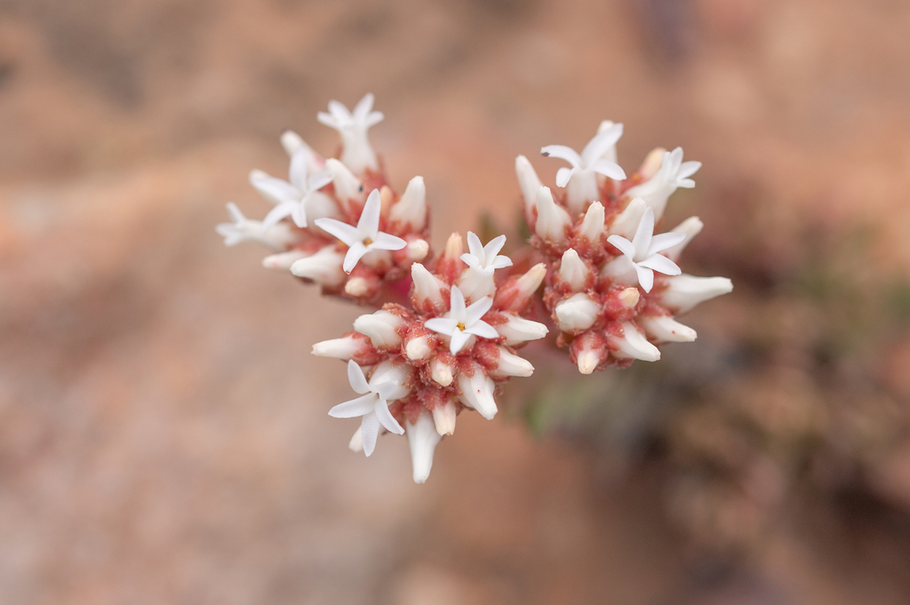 Crassula alpestris (Crassula alpestris)