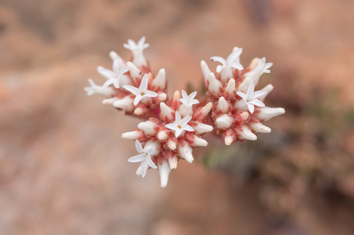 Crassula alpestris (Crassula alpestris)