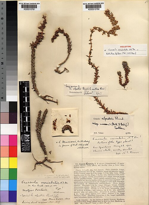 Crassula alpestris: Crasssula alpestris subsp. massonii specimen
