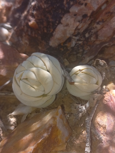Crassula alstonii (Crassula alstonii)