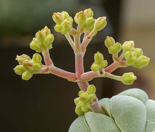 Crassula alstonii: Crassula alstonii inflorescence