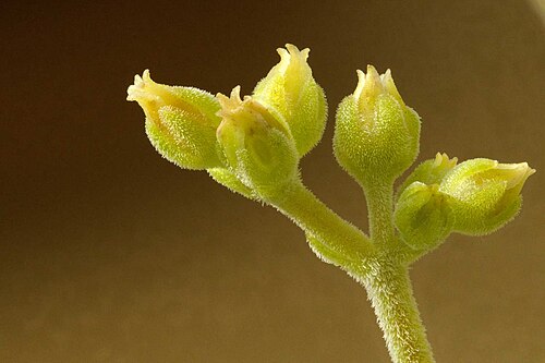 Crassula alstonii: Crassula alstonii flowers