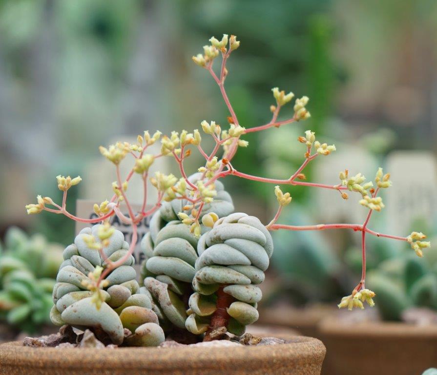 Crassula alstonii: Crassula alstonii fully developed