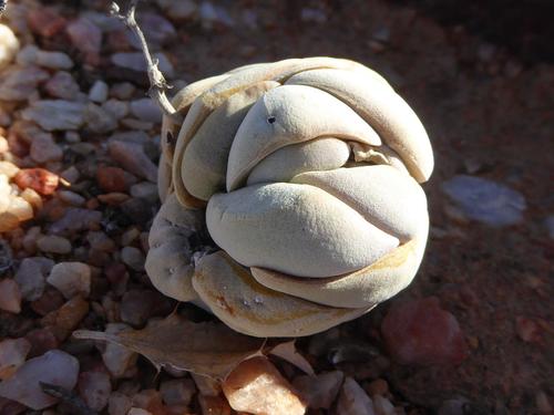 Crassula alstonii (Crassula alstonii)