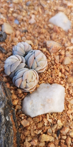 Crassula alstonii (Crassula alstonii)