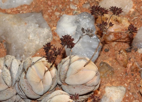 Crassula alstonii (Crassula alstonii)