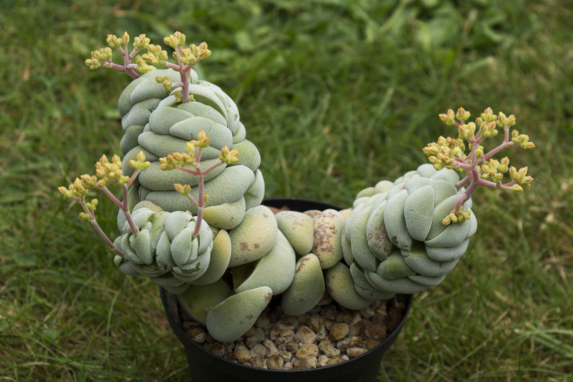 Crassula alstonii: Crassula alstonii plant