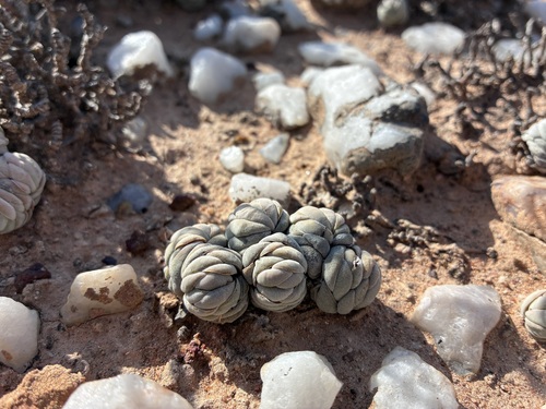 Crassula alstonii (Crassula alstonii)