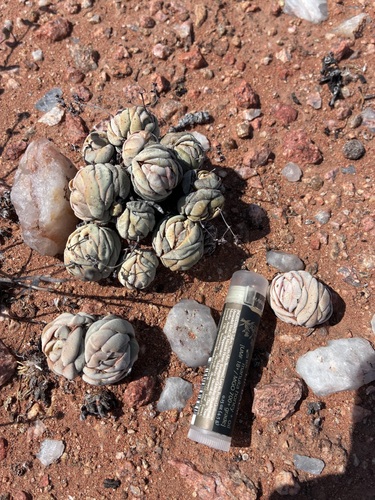 Crassula alstonii (Crassula alstonii)