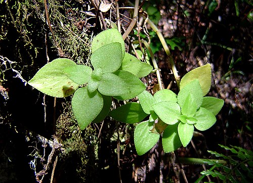 Crassula alticola: Crassula alticola leaves