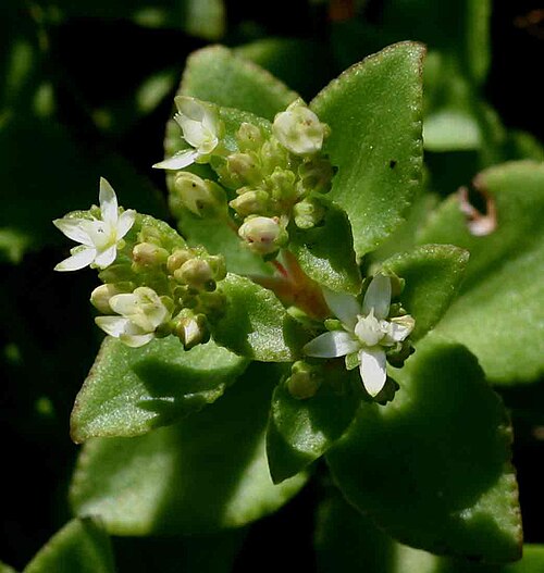 Crassula alticola: Crassula alticola flowers