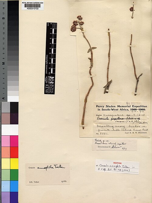 Crassula ammophila: Crassula ammophila specimen