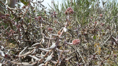 Crassula ammophila (Crassula ammophila)