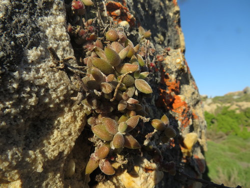 Crassula ammophila (Crassula ammophila)