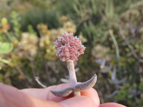 Crassula ammophila (Crassula ammophila)