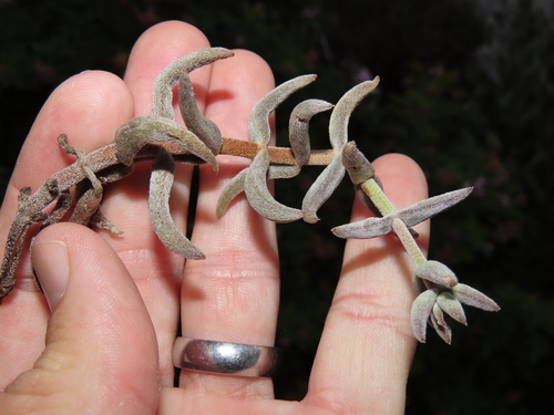 Crassula ammophila (Crassula ammophila)