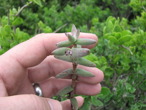 Crassula ammophila (Crassula ammophila)