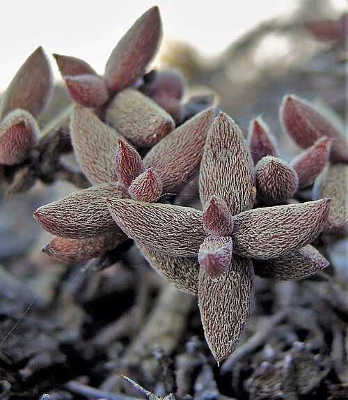 Crassula ammophila: Crassula ammophilla plant