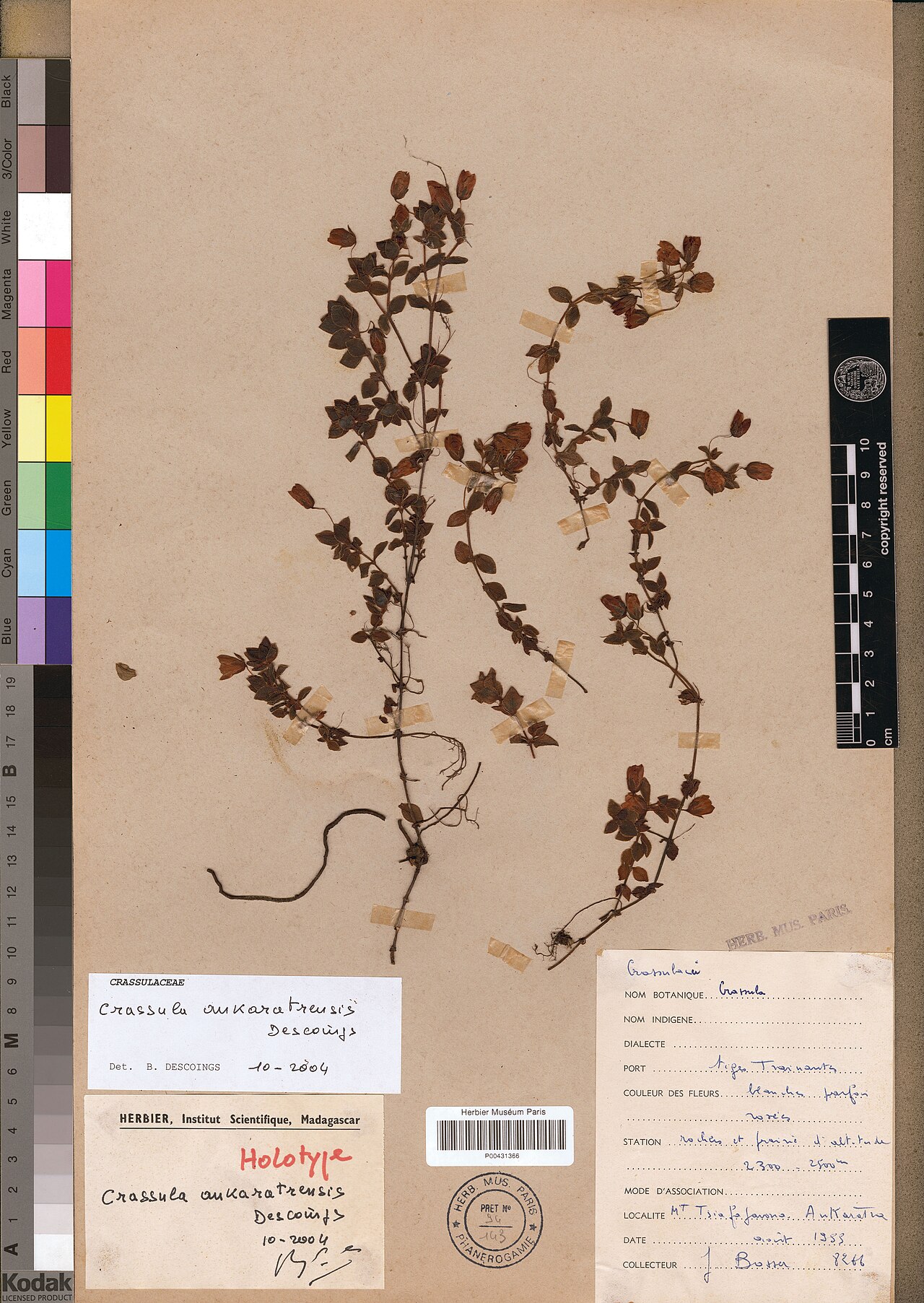 Crassula ankaratrensis: Crassula ankaratrensis specimen