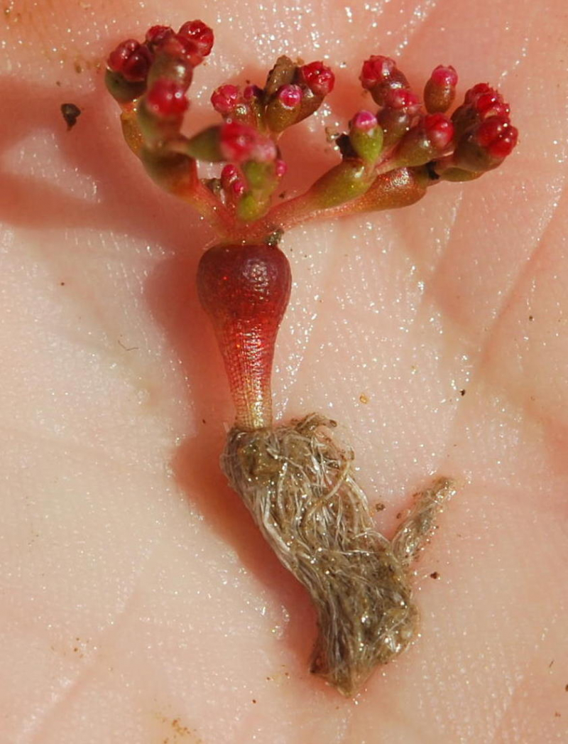 Crassula aphylla: Crassula aphylla single plant