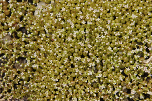 Crassula aphylla (Crassula aphylla)