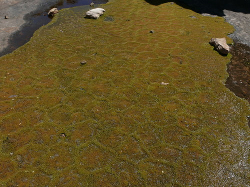 Crassula aphylla (Crassula aphylla)