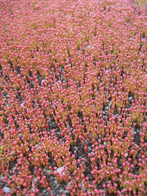 Crassula aphylla: Crassula aphylla plants