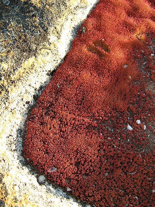 Crassula aphylla: Crassula aphylla plants