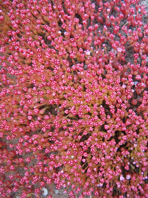 Crassula aphylla: Crassula aphylla flowers