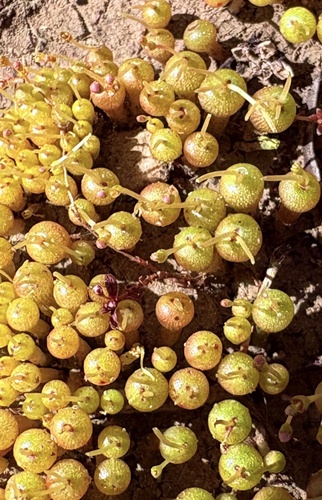 Crassula aphylla (Crassula aphylla)