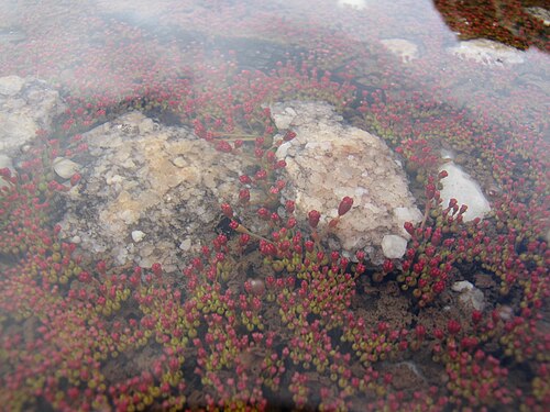 Crassula aphylla: Crassula aphylla underwater