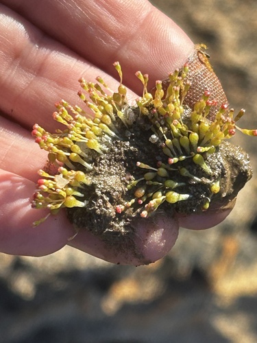 Crassula aphylla (Crassula aphylla)
