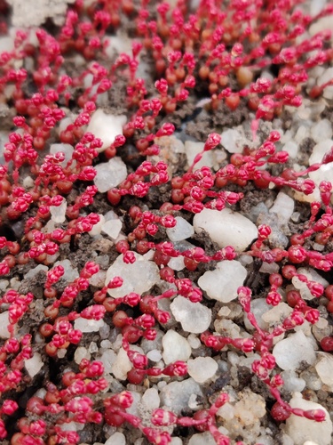 Crassula aphylla (Crassula aphylla)