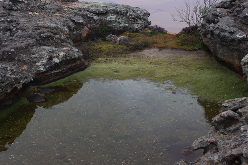 Crassula aphylla (Crassula aphylla)