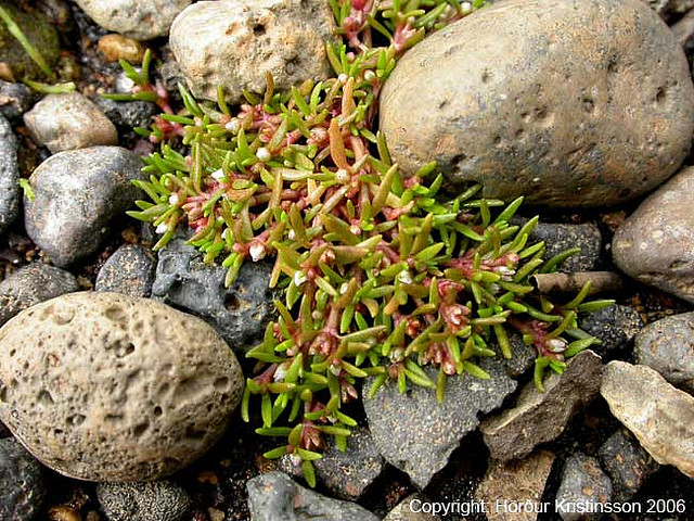 Water pygmyweed: Tillaea (Crassula) aquatica an den heissen Quellen in Laugarás, Südisland.