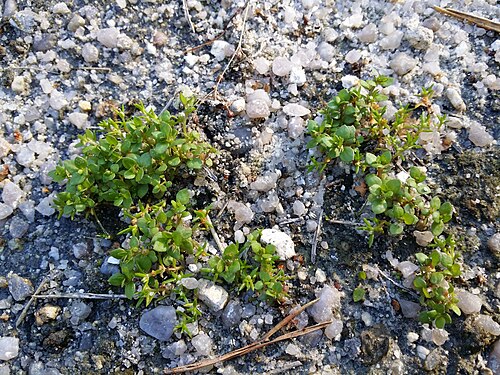 Water pygmyweed: Habitus Taxonym: Tillaea aquatica and Centunculus minimus ss Fischer et al. EfÖLS 2008 ISBN 978-3-85474-187-9 Location: Pískovna Cep north of Suchdol nad Lužnic