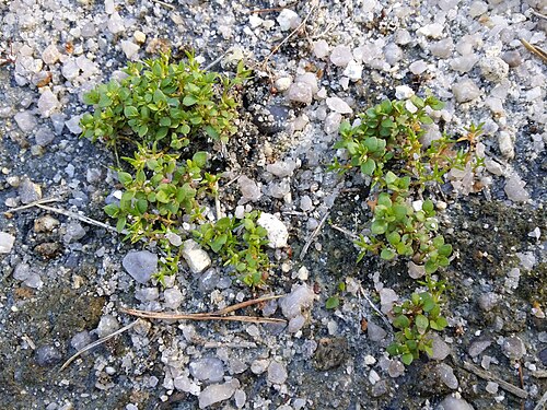 Water pygmyweed: Habitus Taxonym: Tillaea aquatica and Centunculus minimus ss Fischer et al. EfÖLS 2008 ISBN 978-3-85474-187-9 Location: Pískovna Cep north of Suchdol nad Lužnic