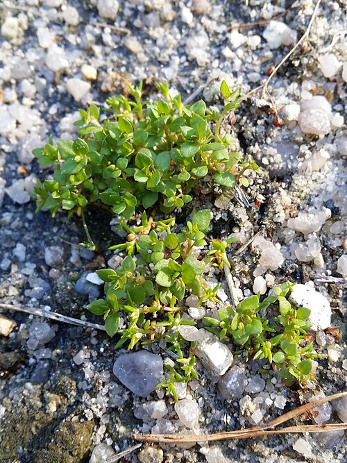 Water pygmyweed: Habitus Taxonym: Tillaea aquatica and Centunculus minimus ss Fischer et al. EfÖLS 2008 ISBN 978-3-85474-187-9 Location: Pískovna Cep north of Suchdol nad Lužnic