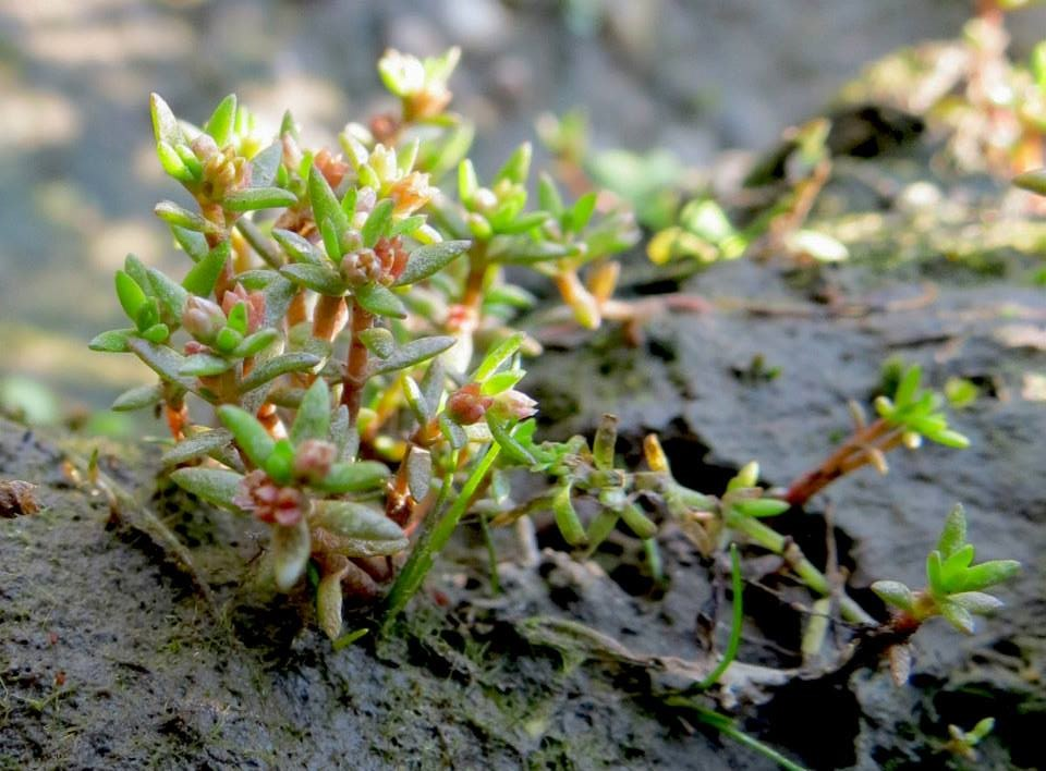 Water pygmyweed: Crassula aquatica plant