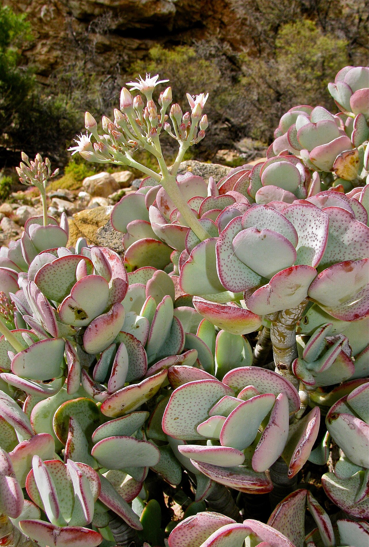 Crassula arborescens: South Africa, IVO Montagu town.