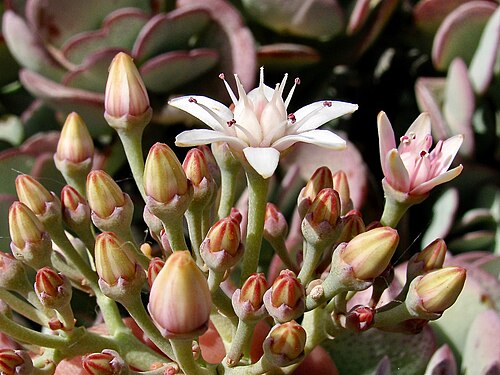 Crassula arborescens: South Africa, IVO Montagu town.